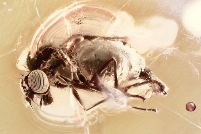 Detailed Fossil Dagger Fly (Empididae) In Baltic Amber #352728